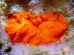 Phrikoceros baibaiye