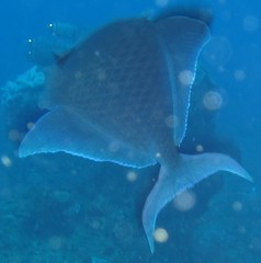 Odonus niger