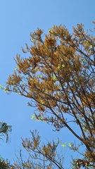 Platymiscium trifoliolatum