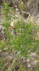 Adesmia miraflorensis