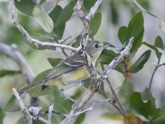 Vireo crassirostris