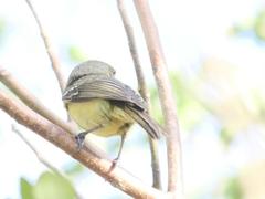 Vireo crassirostris