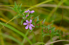 Lythrum alatum alatum