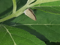 Zizula hylax pygmaea