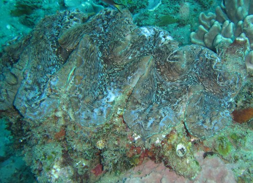 Tridacna elongatissima