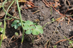 Colletes cunicularius