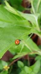 Cycloneda sanguinea