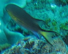Pycnochromis nigrurus