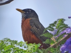 Turdus migratorius