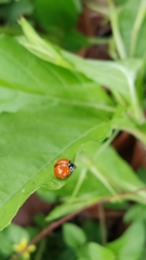Cycloneda sanguinea