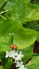 Cycloneda sanguinea