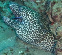 Gymnothorax favagineus