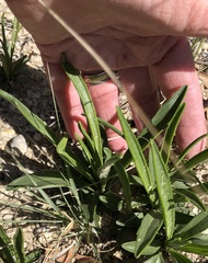 Marshallia caespitosa