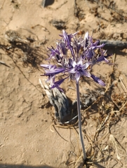 Triteleiopsis palmeri