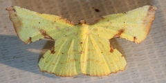Corymica pryeri