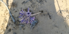 Triteleiopsis palmeri