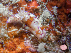 Hypselodoris krakatoa