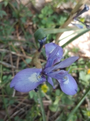 Moraea sisyrinchium