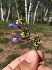 Penstemon crandallii