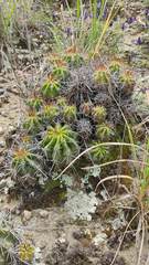 Echinopsis bridgesii