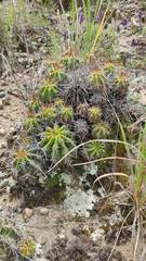 Echinopsis bridgesii