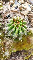 Echinopsis bridgesii