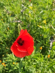 Papaver rhoeas
