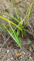 Hippeastrum cybister