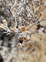 Tetradymia stenolepis