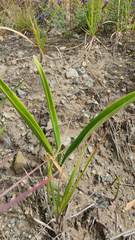 Hippeastrum cybister