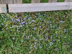Veronica filiformis