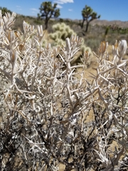 Tetradymia stenolepis
