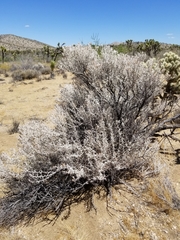 Tetradymia stenolepis