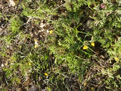 Hypecoum procumbens procumbens