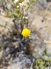 Acamptopappus
