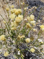 Acamptopappus