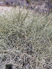 Ephedra californica
