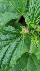 Coleoptera