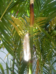 Pinanga dicksonii