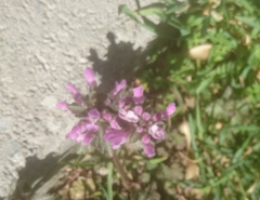 Lamium