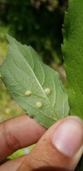 Puccinia sambuci