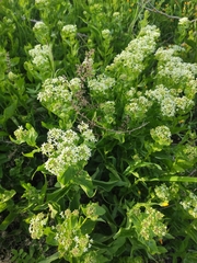 Lepidium draba