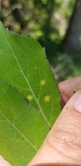 Puccinia sambuci