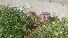 Lamium