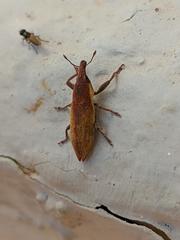 Lixus acicularis