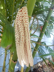 Pinanga dicksonii