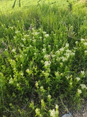 Lepidium draba