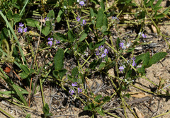 Glycine tomentella