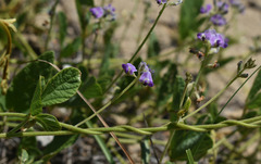 Glycine tomentella