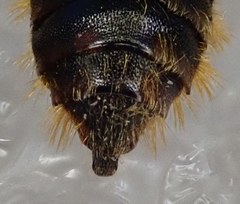 Osmia rufohirta